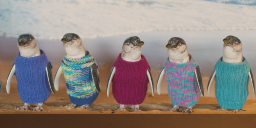 Gli Amici dei pinguini: nonno Alfred, la Penguin Foundation e i loro maglioncini magici.