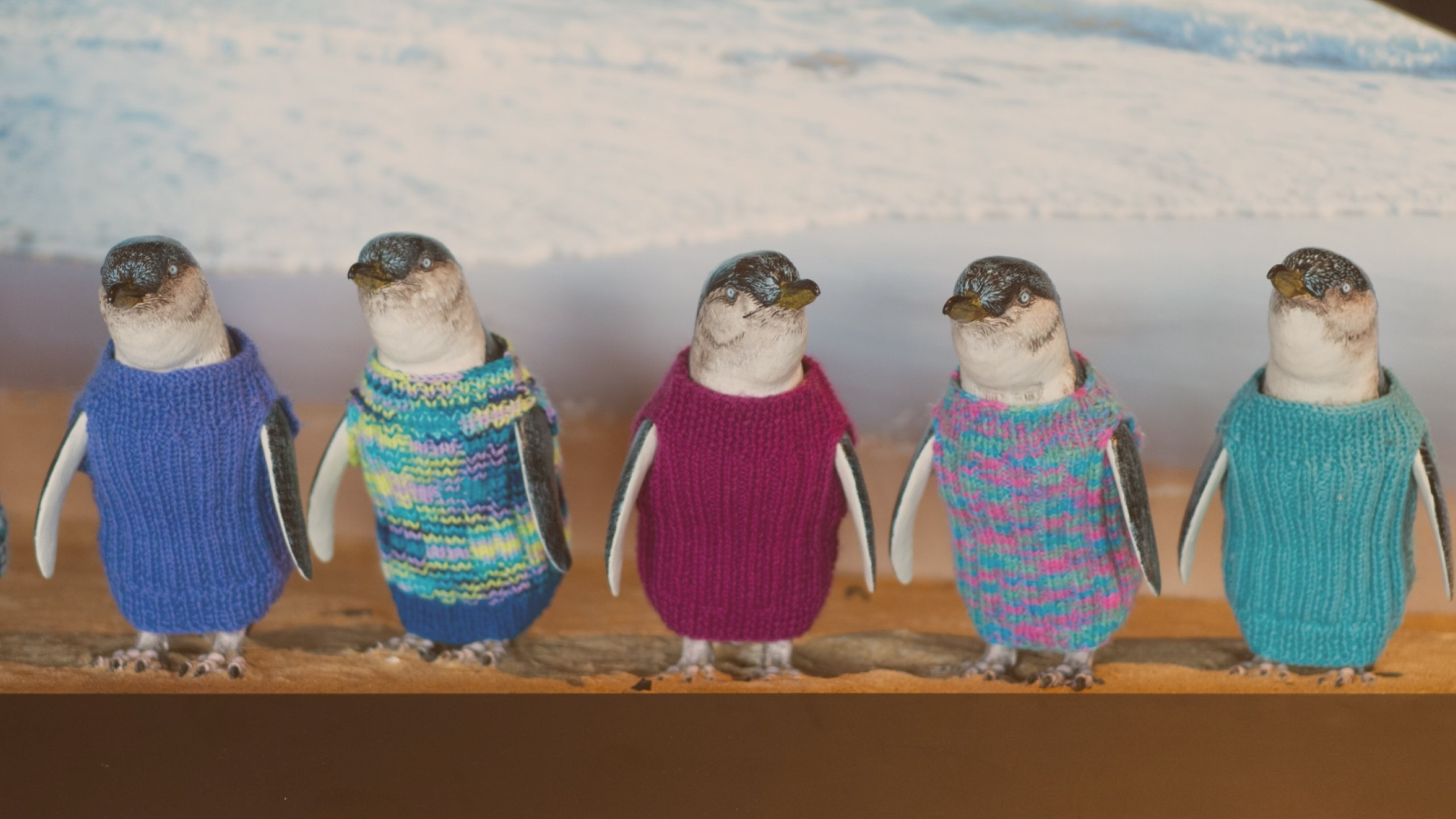 Gli Amici dei pinguini: nonno Alfred, la Penguin Foundation e i loro maglioncini magici.